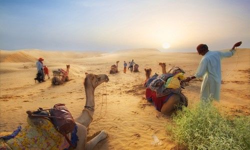 Camel Safari
