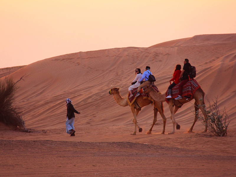 Camel Safari
