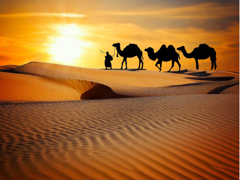 Camel Safari